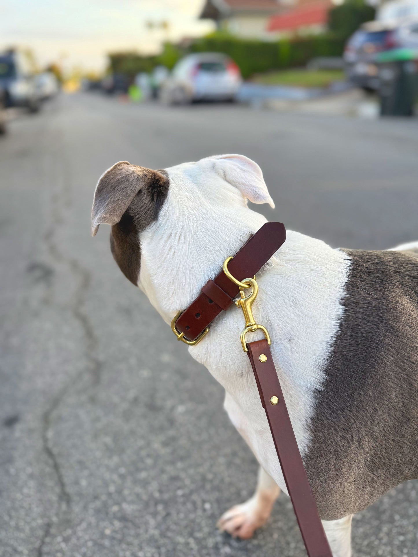 Dog Collar - Hickory